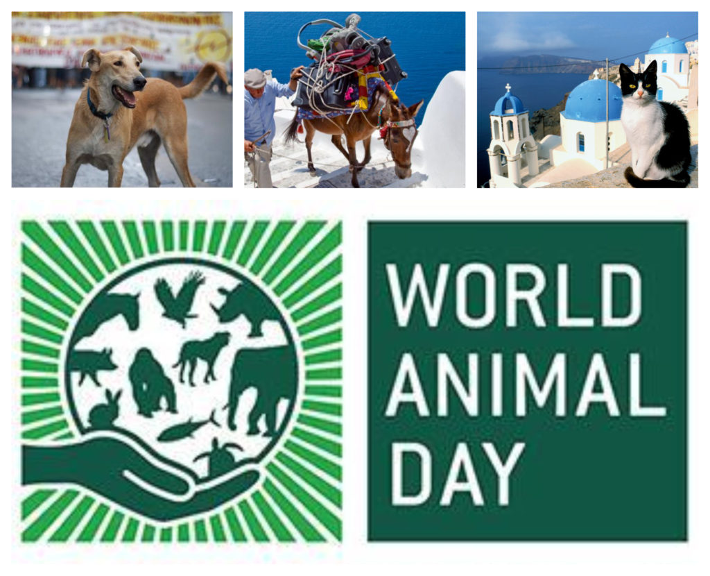 World Animal Day Reminds of the Serious Issues Greece's Animals Face - i- greece